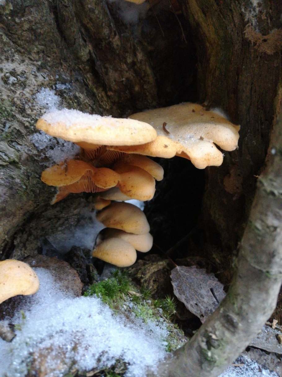 Вёшенка оранжевая (Phyllotopsis nidulans)