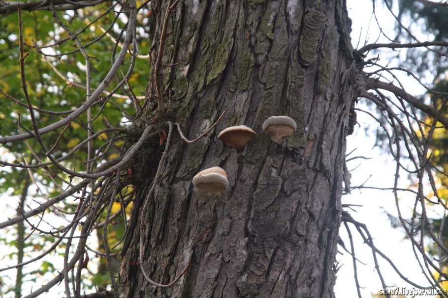 Серый гриб на дереве