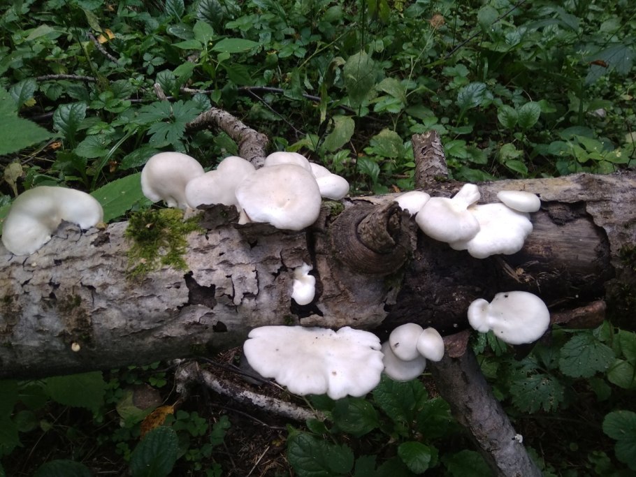 Гриб легочная вешенка