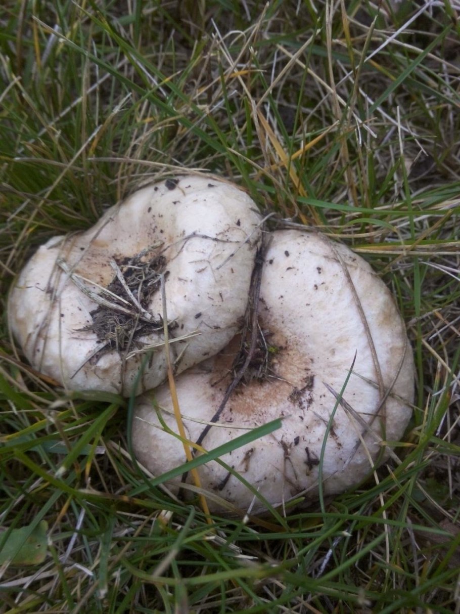 Скрипица волнушка белая