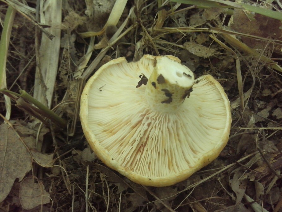 Грузди в Карелии