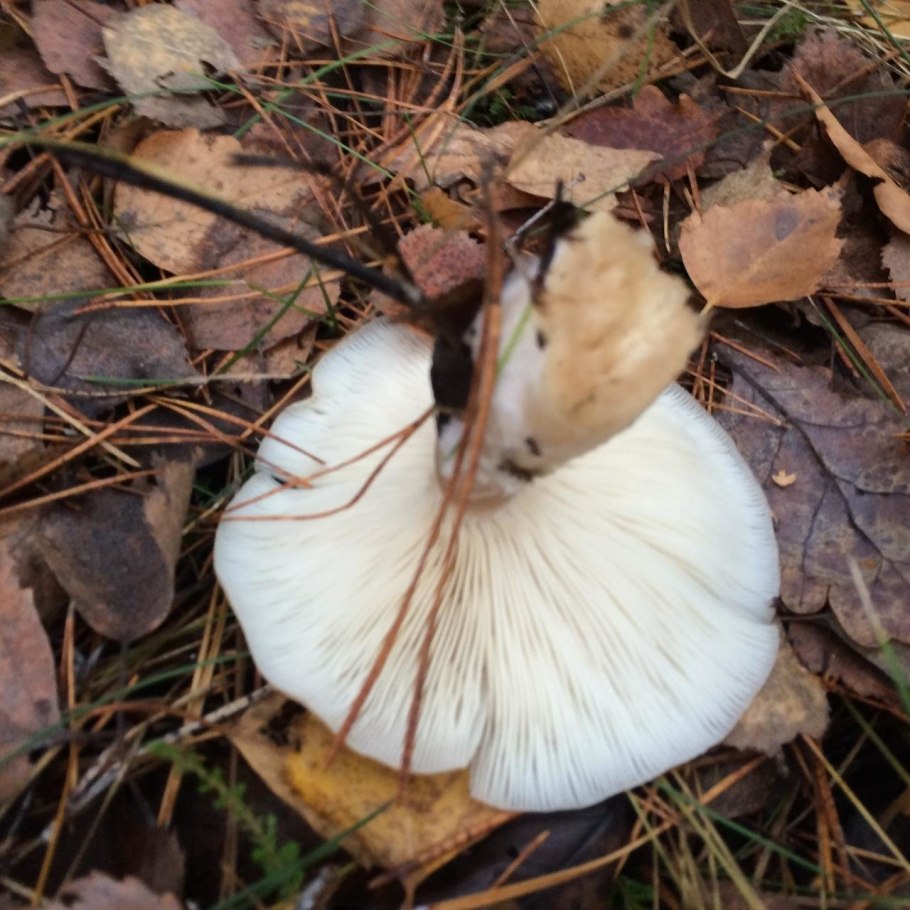 Говорушка восковатая Clitocybe phyllophila