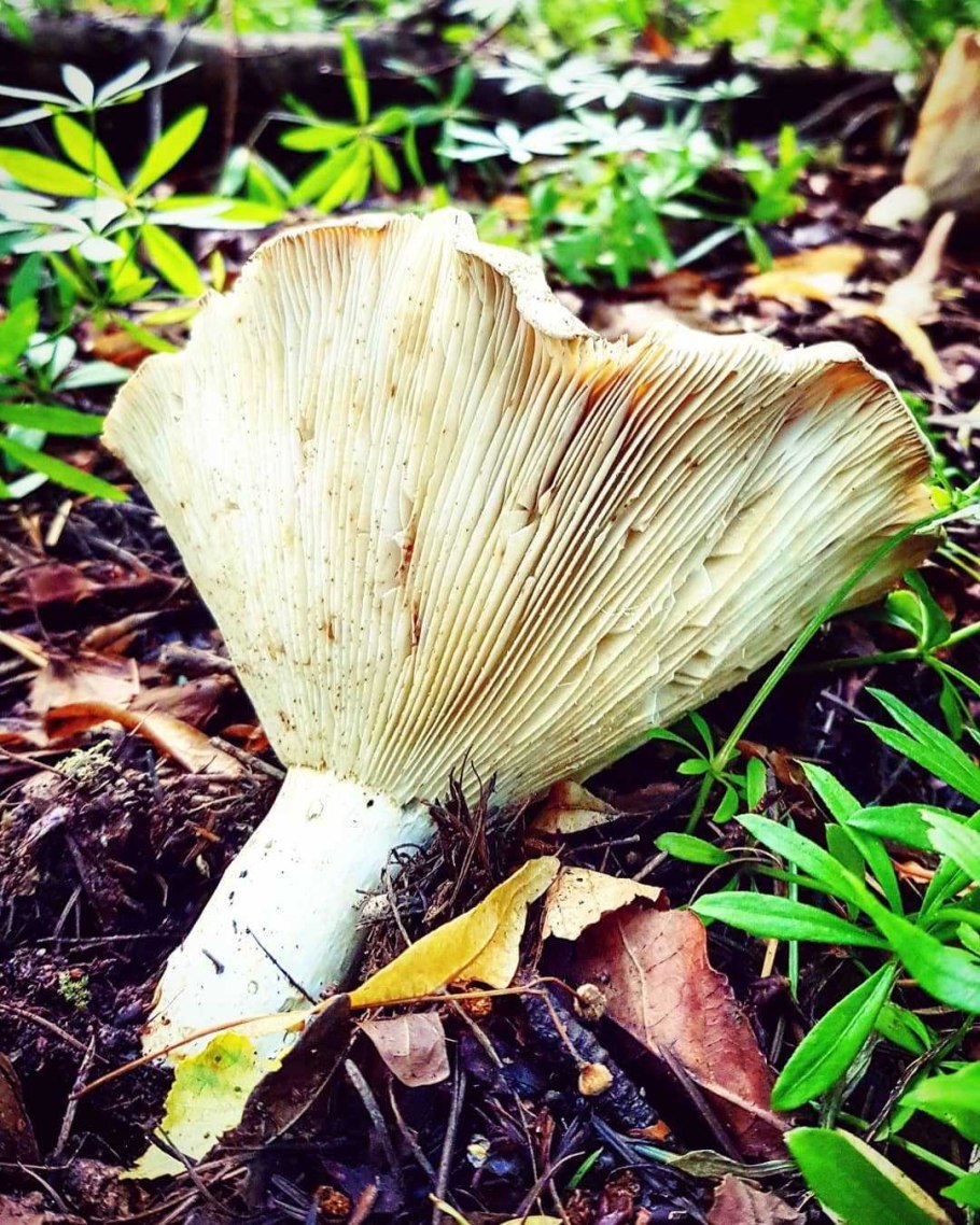 Груздь млечник ядовитый