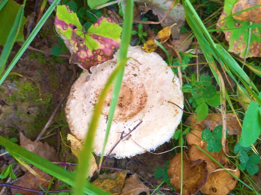 Осиновый груздь (Lactarius controversus)