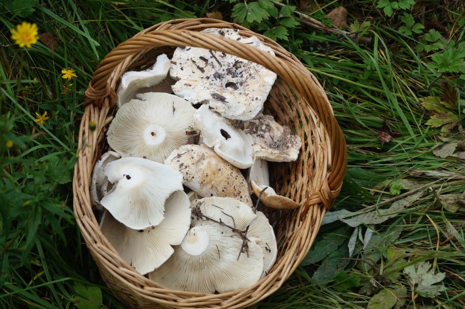 Lactarius pergamenus