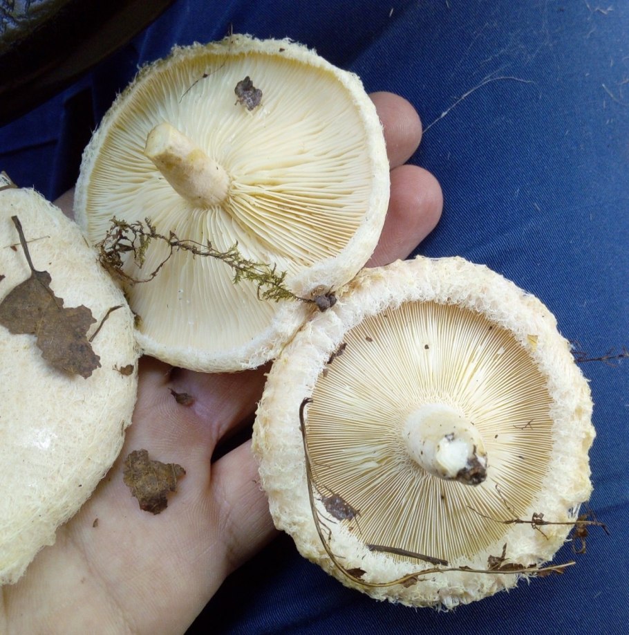 Отличие груздей от белянок