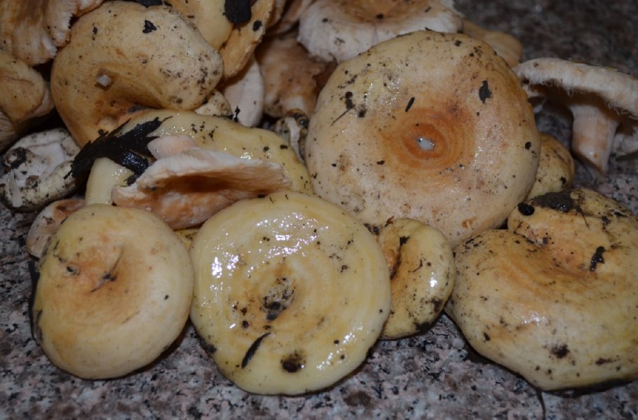 Волнушка белая Lactarius pubescens