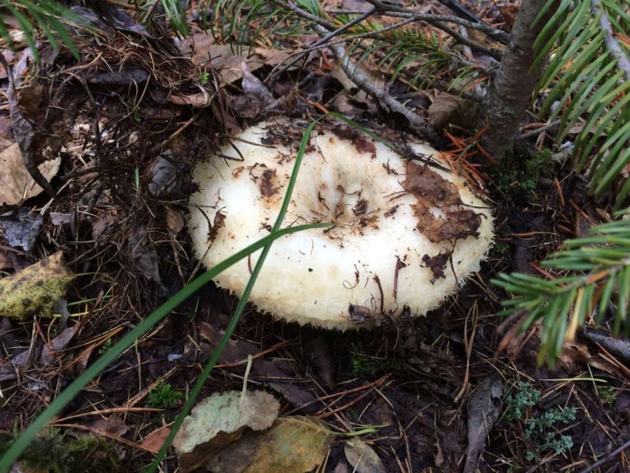 Гриб белый груздь