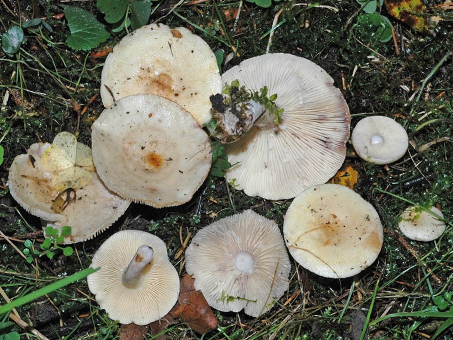 Гриб Белянка скрипуха