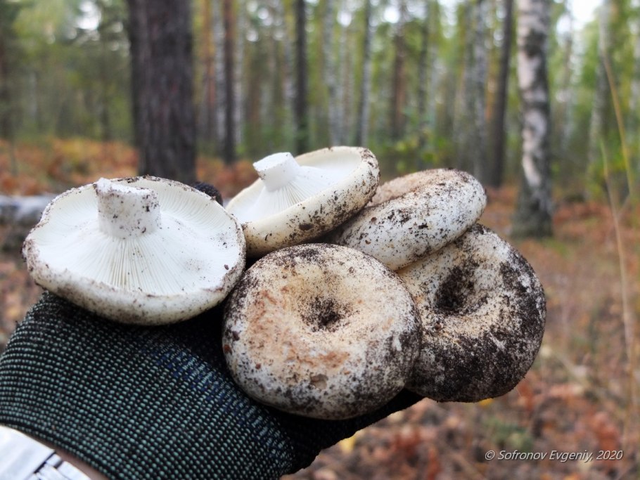 Волнушка Белянка