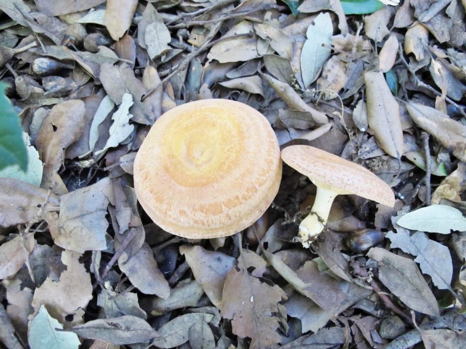 Грузди грибы фото съедобные розовые