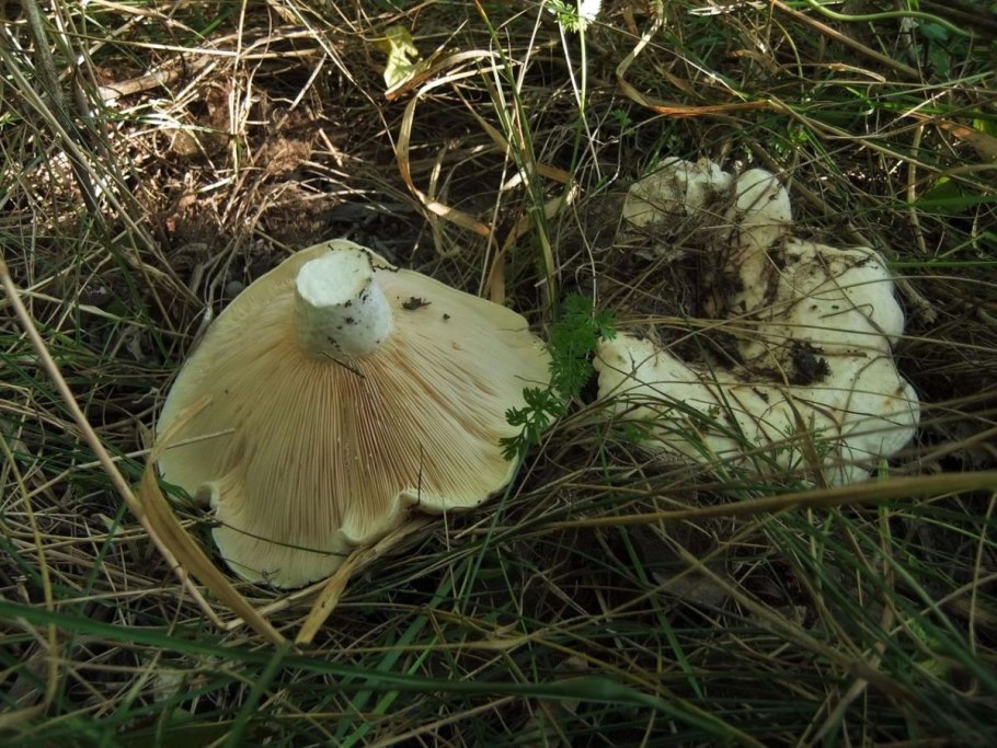 Волнушка белая Белянка