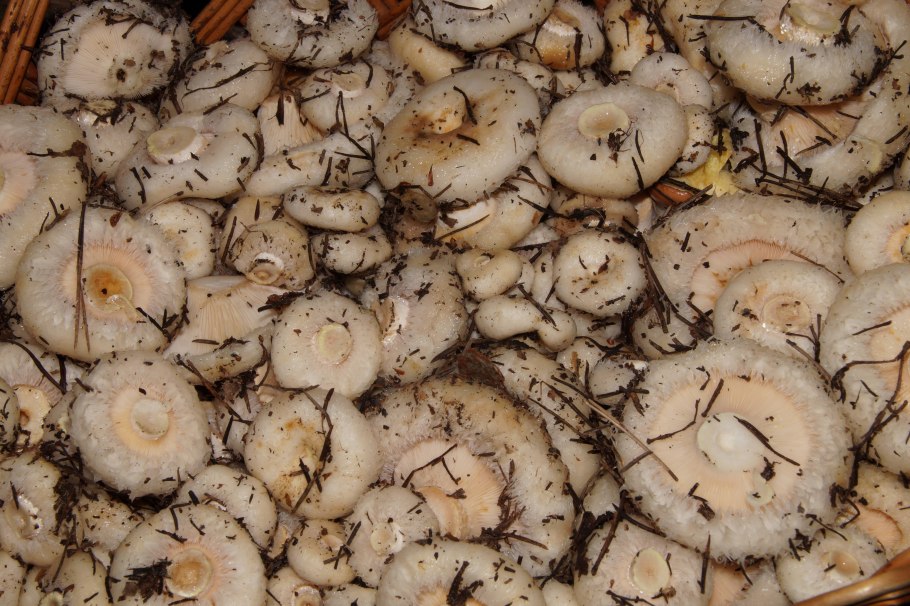 Груздь настоящий и волнушка