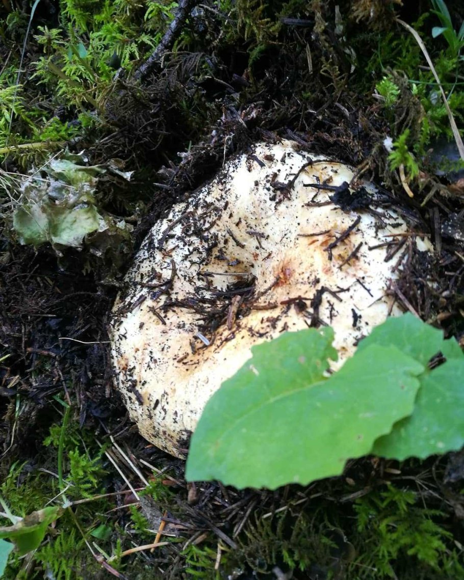 Грибы Хакасии