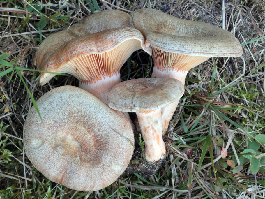 Млечник серо розовый lactarius helvus