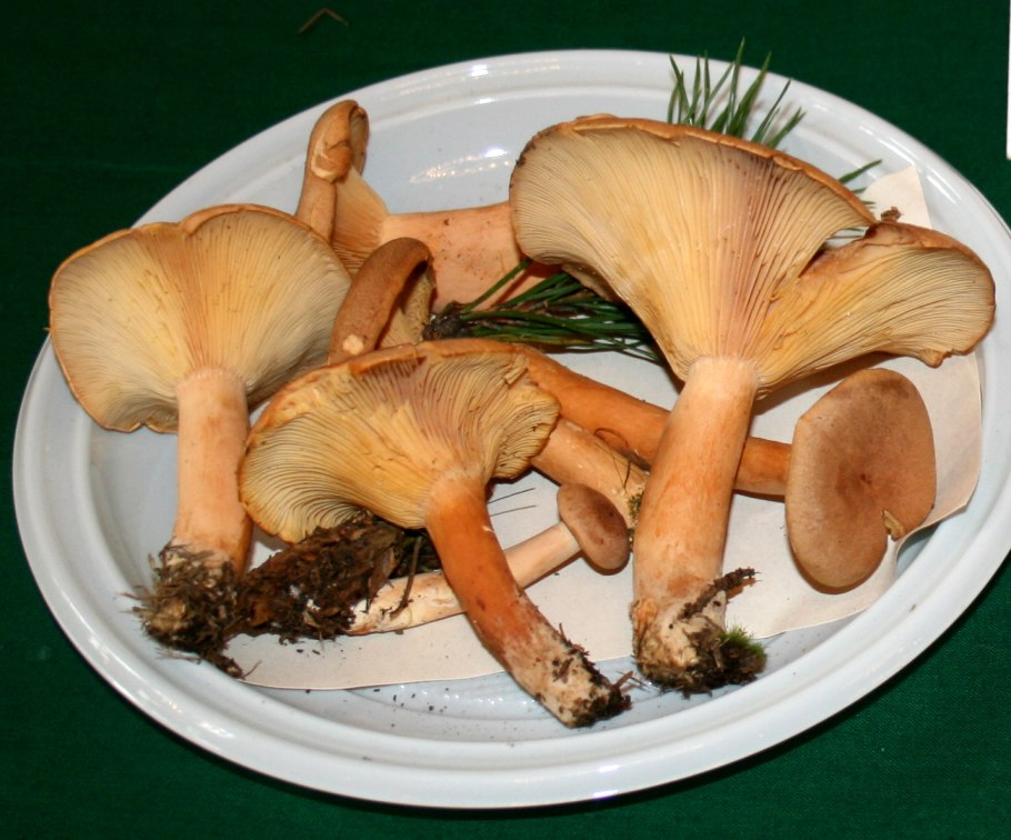 Lactarius helvus