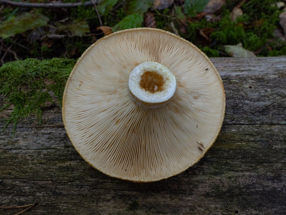 Груздь жёлтый lactarius scrobiculatus