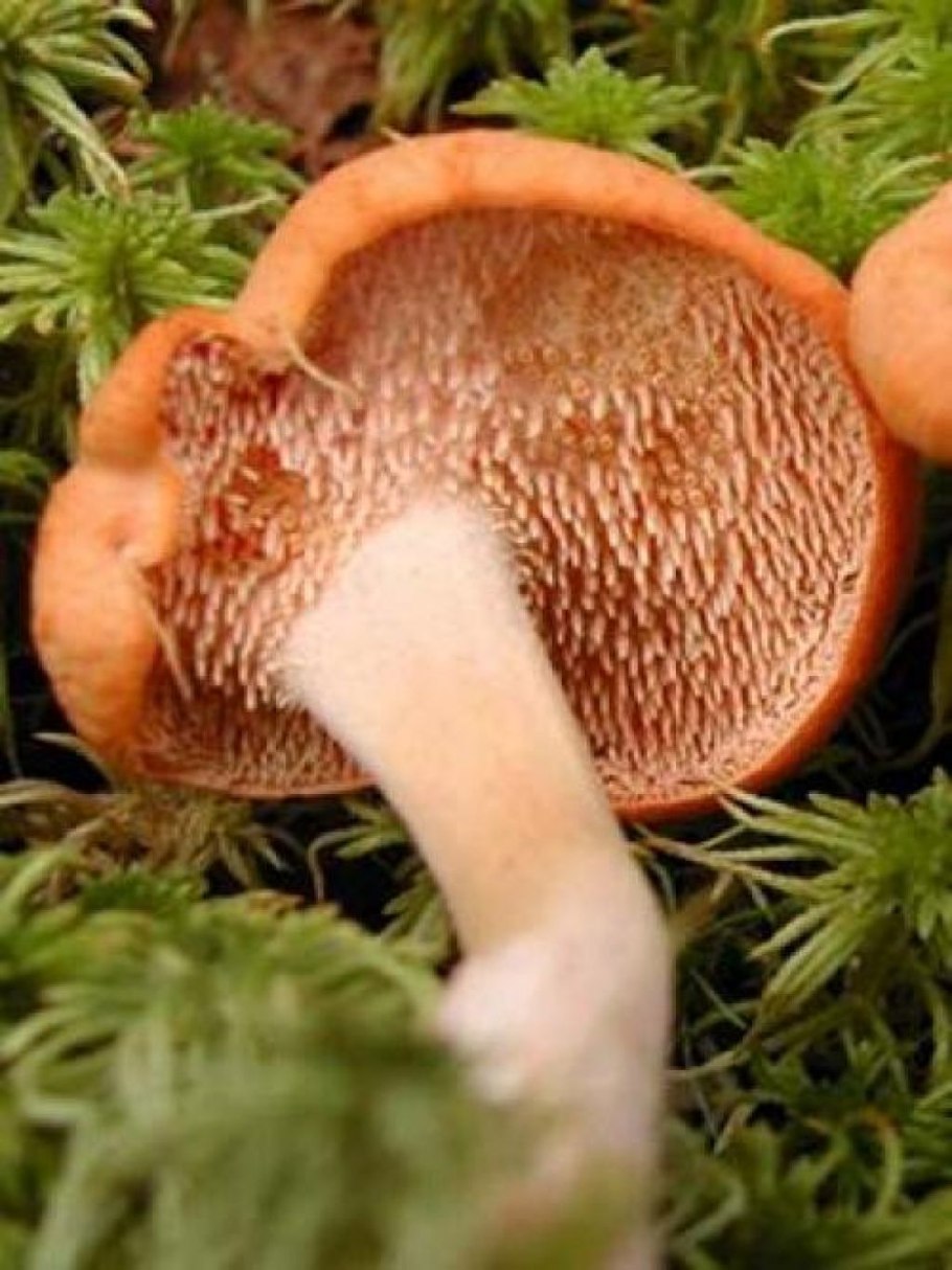 Ежовик ложная лисичка гриб