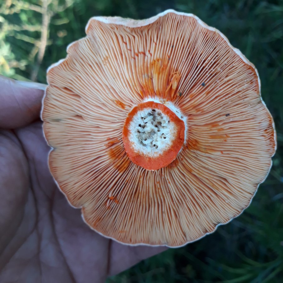Lactarius deliciosus