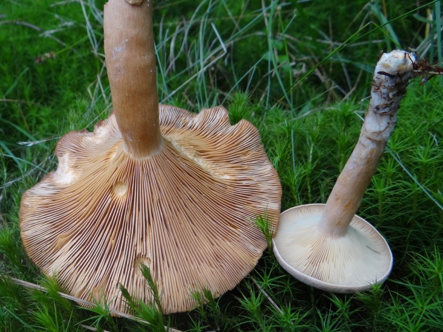 Гриб янтарный млечник