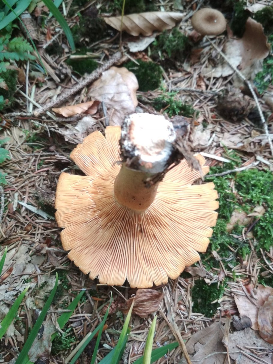 Млечник шиповатый