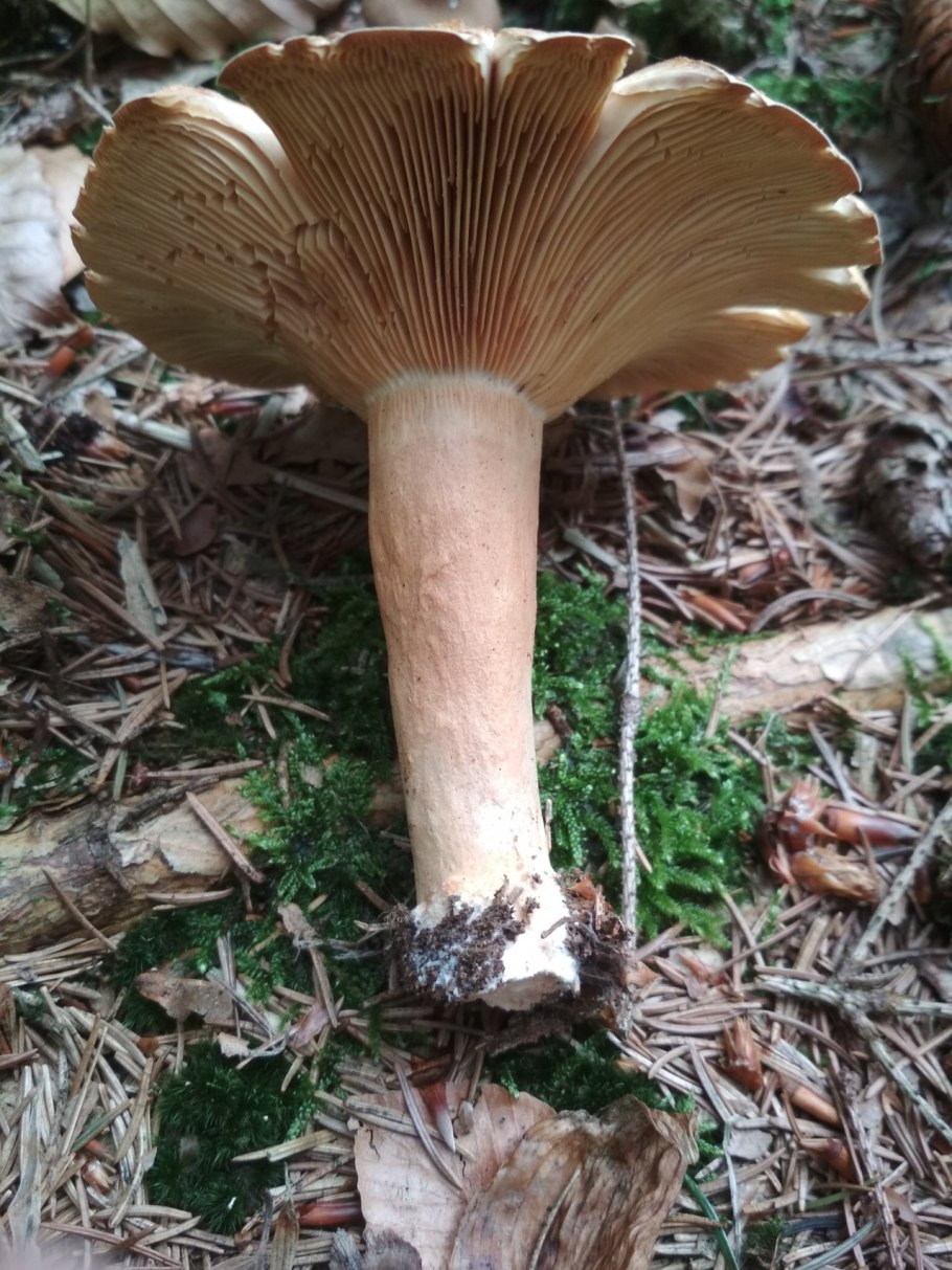 Млечник гриб