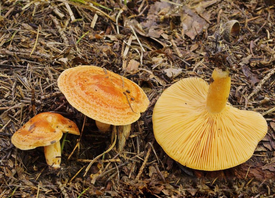 Гриб млечник оранжевый