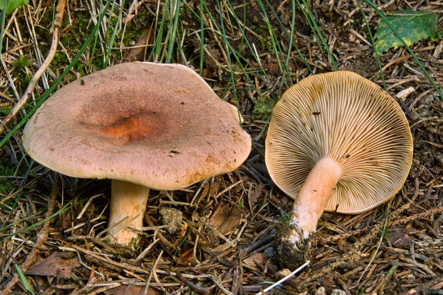 Млечник серо розовый lactarius helvus