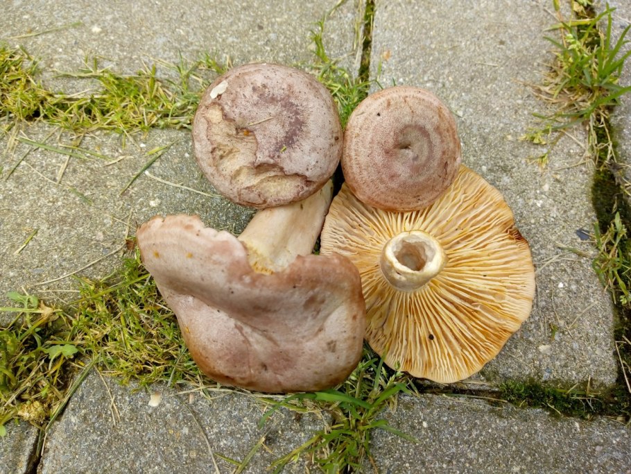 Lactarius chrysorrheus