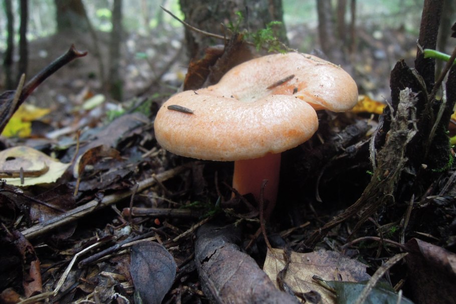 Рыжик сосновый боровой lactarius deliciosus