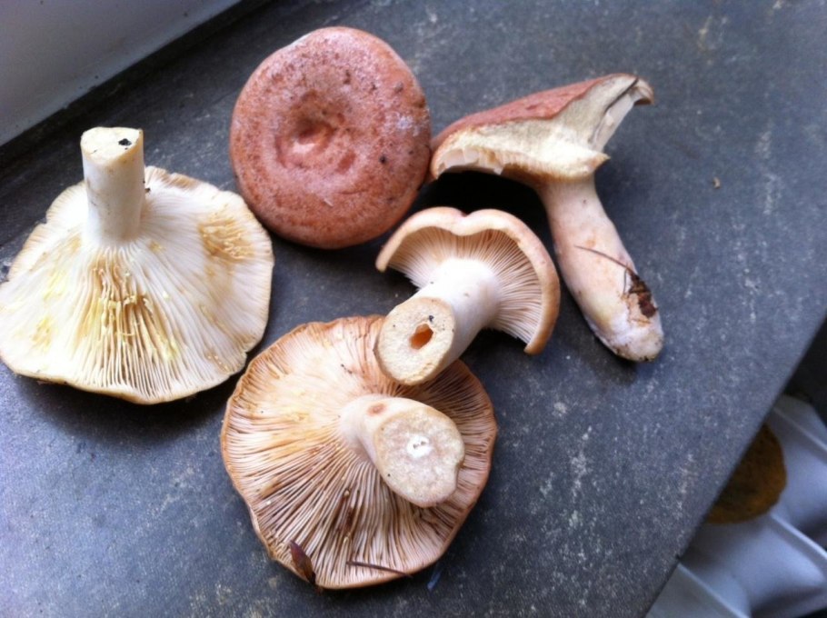 Lactarius chrysorrheus