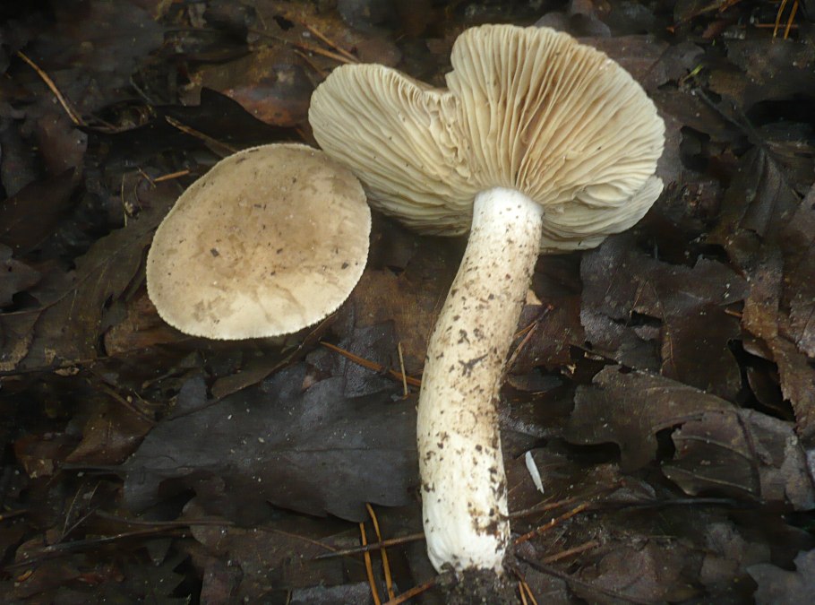 Млечник беззоновый