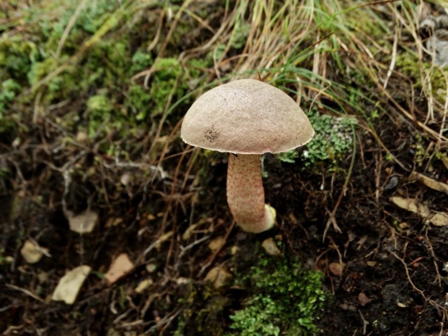 Подосиновик красный