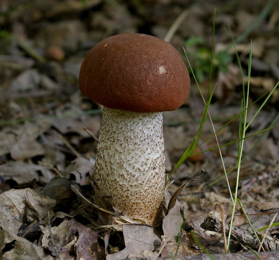 Двойник подосиновика