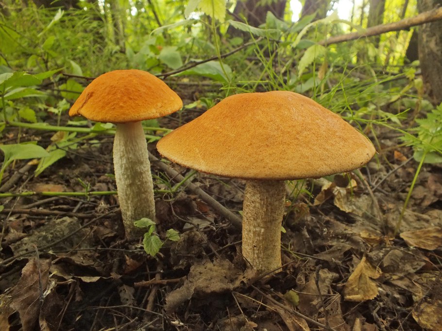 Подосиновик еловый