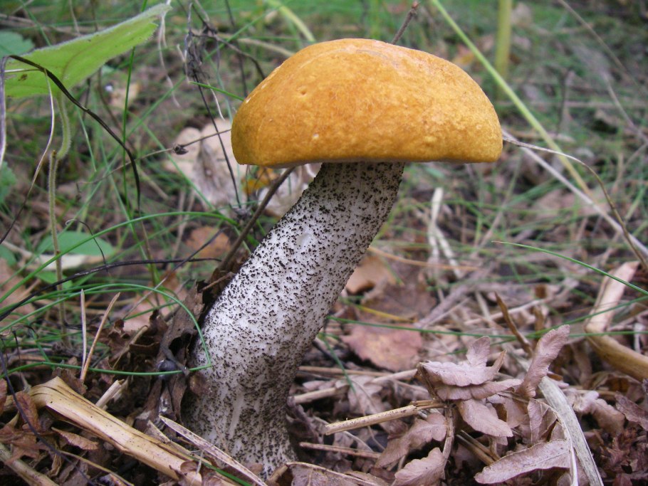 Поляна подосиновиков фото