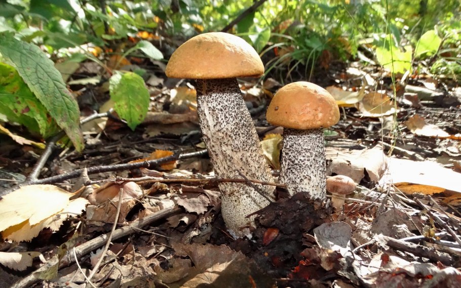 Подосиновик желто бурый