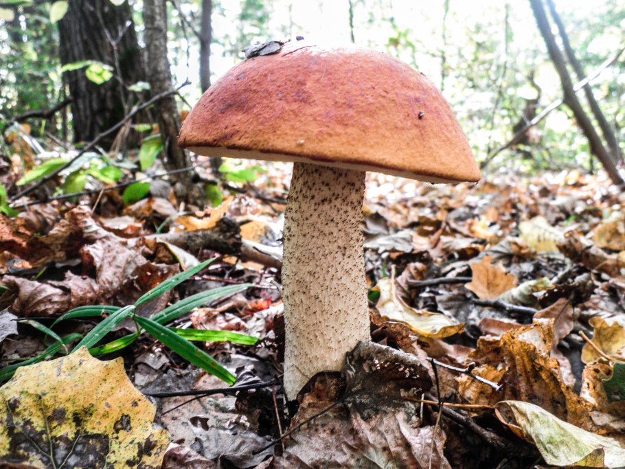 Подосиновик с толстой ножкой