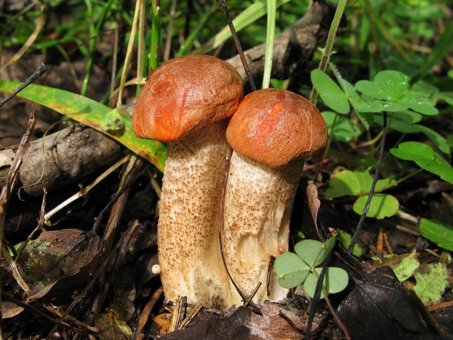 Подосиновик дубовый