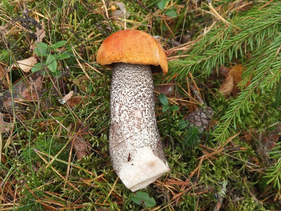 Brown cap Boletus