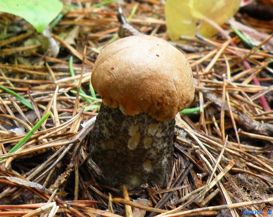 Ложный подосиновик гриб