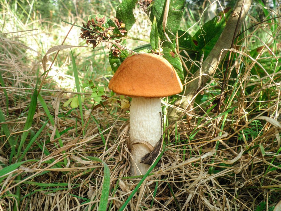 Подосиновики -грибы паразиты