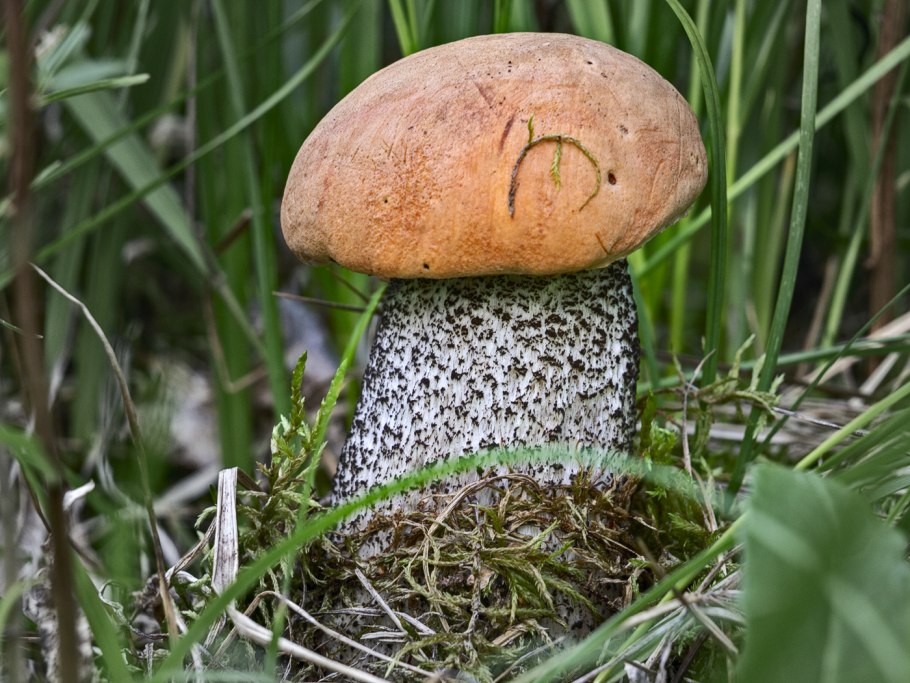 Boletus mycelium