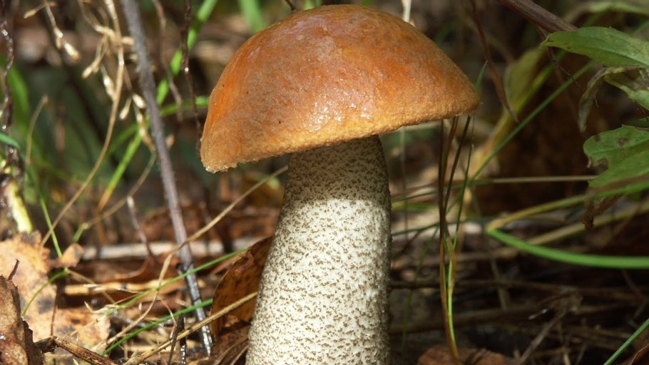 Грибы Кузбасса