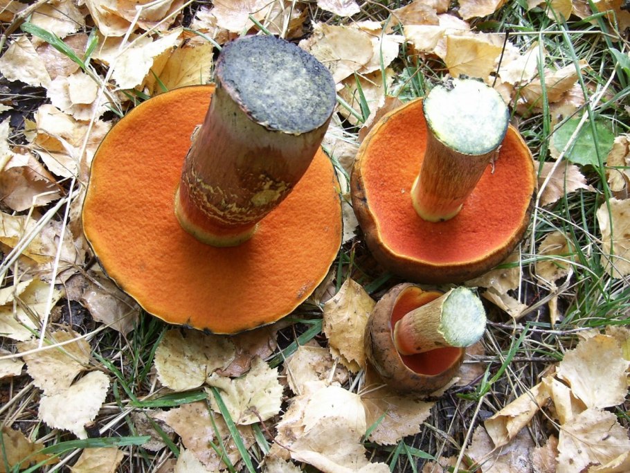 Brown cap Boletus