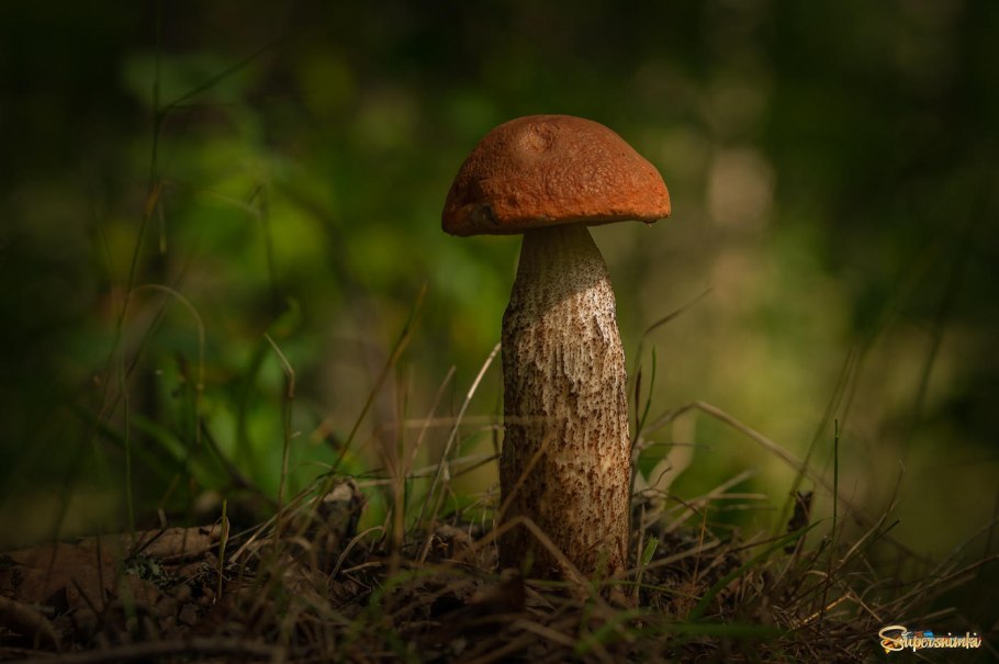 Красноголовик дубовый