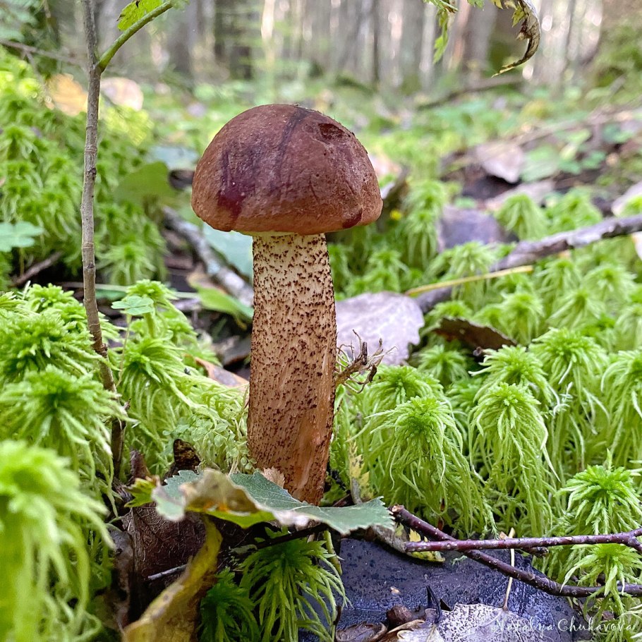 Болетус синеющий