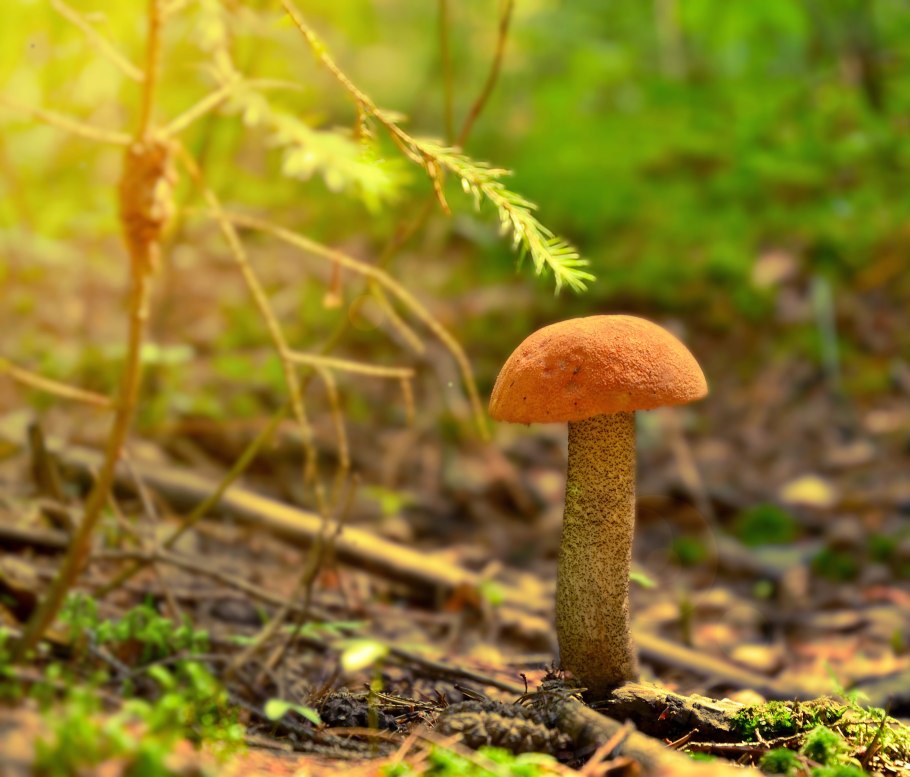 Лесные красноголовики