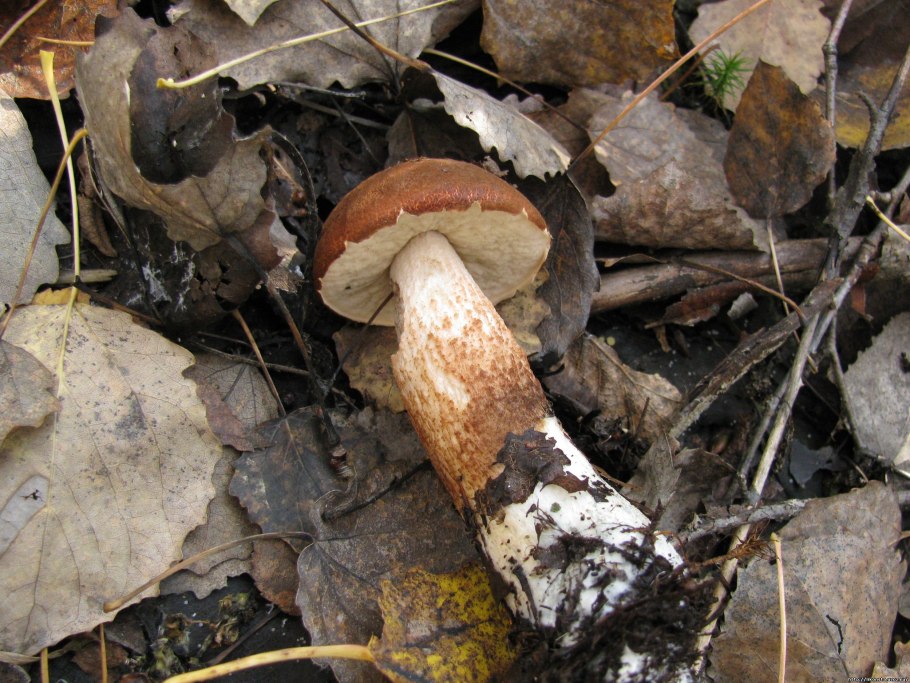 Brown cap Boletus