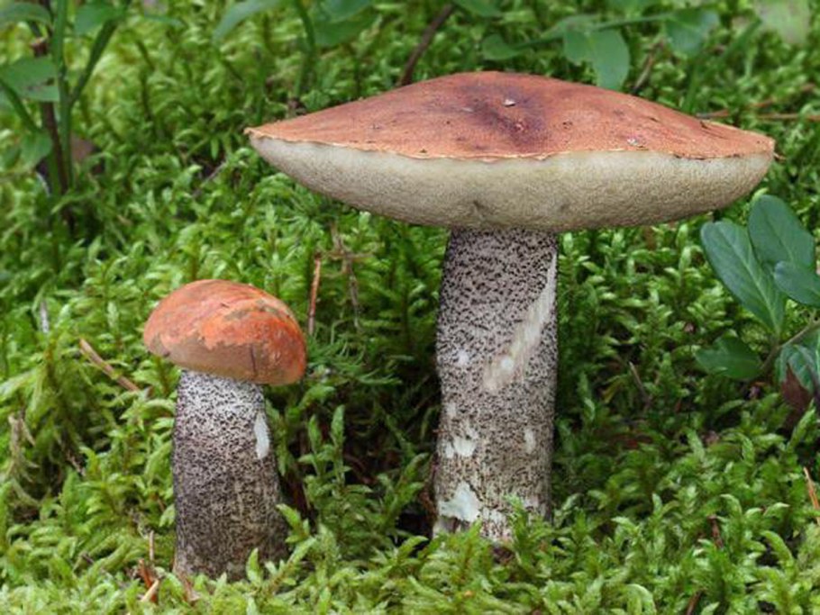 Подосиновик бурый